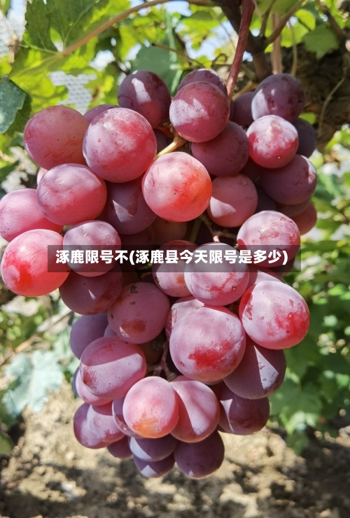 涿鹿限号不(涿鹿县今天限号是多少)