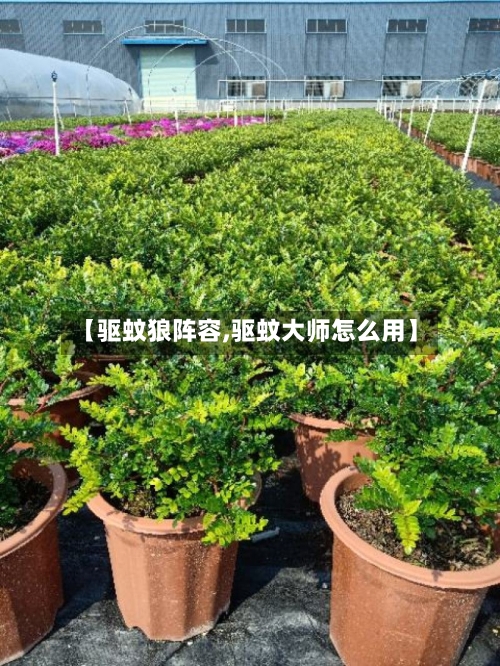 【驱蚊狼阵容,驱蚊大师怎么用】-第2张图片