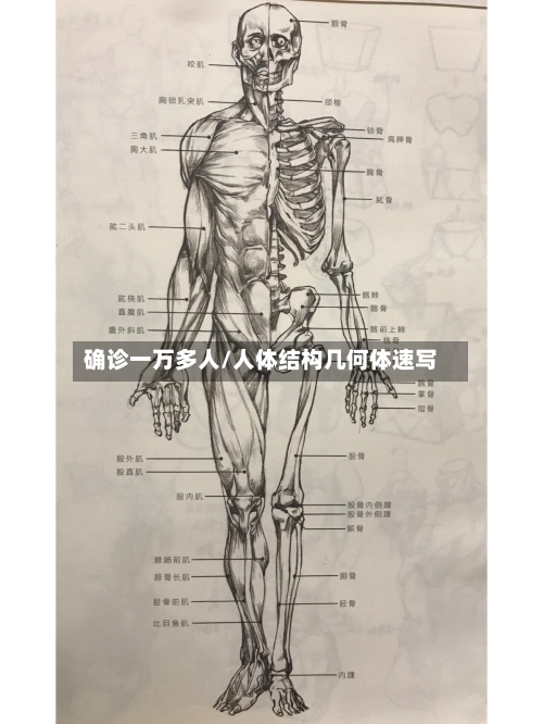 确诊一万多人/人体结构几何体速写