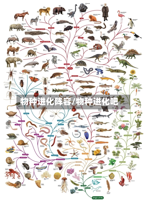 物种进化阵容/物种进化吧-第2张图片