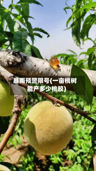暴雨预警限号(一亩桃树能产多少桃胶)-第2张图片