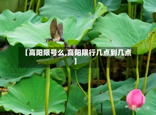 【高阳限号么,高阳限行几点到几点】