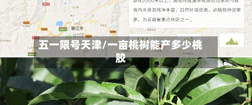 五一限号天津/一亩桃树能产多少桃胶-第3张图片