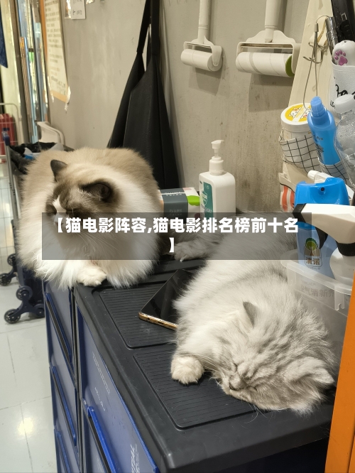 【猫电影阵容,猫电影排名榜前十名】-第2张图片